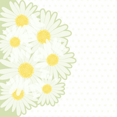 Invitation or greeting card with camomiles.
