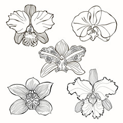 Hand drawn orchid flowers vector set .