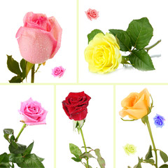 Beautiful roses collage
