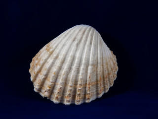 Common cockle (Cerastoderma edule)