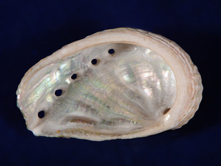 Green ormer (Haliotis tuberculata) shell © belizar