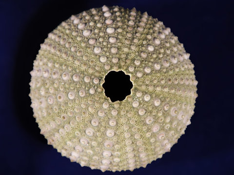 Purple Sea Urchin (Paracentrotus Lividus) Shell