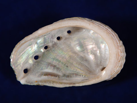 Green ormer (Haliotis tuberculata) shell