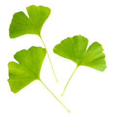 Ginkgo biloba leaves isolated on white