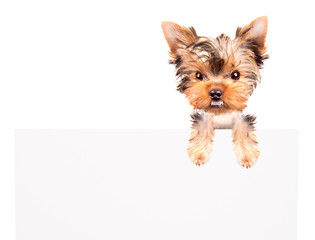 very angry Puppy above billboard