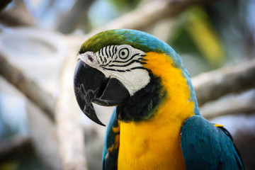 Macaw