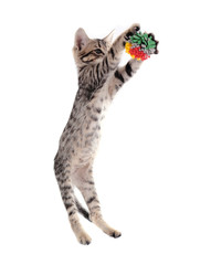 Obraz premium Little kitten with ball isolated on white