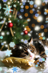 Cute cat lying on carpet with Christmas decor