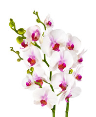 Obraz na płótnie Canvas elegant white orchids - isolated