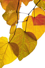 Abstract background of autumn leaves.