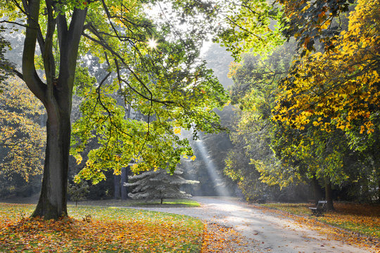 Path in the autumn park. Autumn Landscape. Park in Autumn.