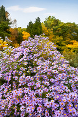 Obraz premium Beautiful autumn flowers in the autumn park.