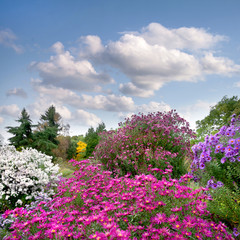 Beautiful autumn flowers in the autumn park.