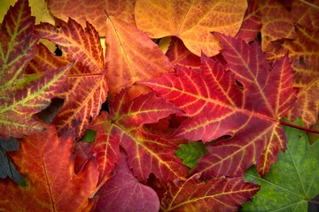 Papier Peint photo Lavable Automne Abstract background of autumn leaves.
