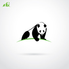Obraz premium Giant panda