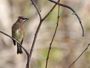 A Cedar Waxwing (Bombycilla cedrorum) 
