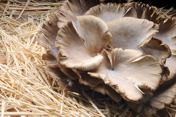 cultivated mushrooms freshly harvested