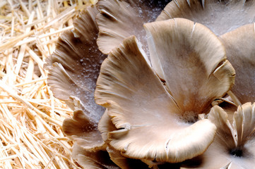 mushrooms freshly harvested