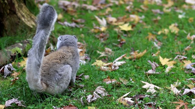 Crowned lemur, L&eacute;mur couronn&eacute;: vid&eacute;o