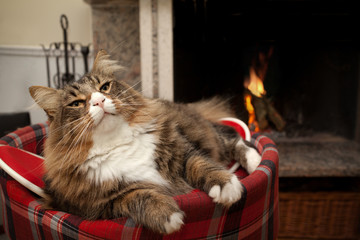 Cat In Front Of Fireplace