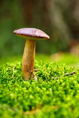 Forest mushroom bay bolete in a green moss