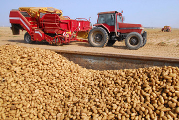 Potatoes and tractor in potatoes field