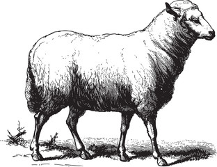 Naklejka premium Sheep