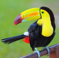 Zelfklevend Fotobehang Gekleurde Toekan. Keel Billed Toucan, uit Midden-Amerika. © Guzel Studio