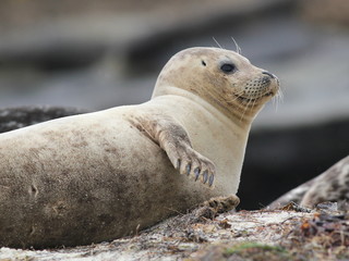 Harbor Seal resting on Side