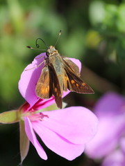 Skipper on a Geranium