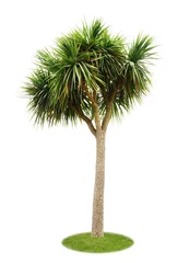 Rolgordijnen Freigestellte Palme © Fotoschlick