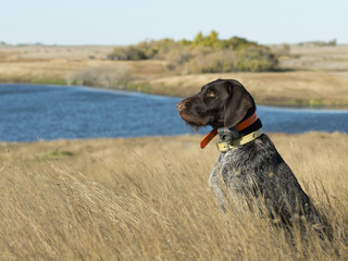 Hunting dog