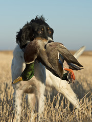 Hunting Dog with a Duck