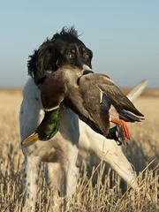 Fotobehang Hunting Dog with a Duck © Steve Oehlenschlager