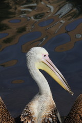 Pelican.