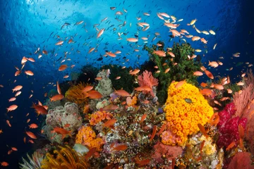Foto op Plexiglas Kleurrijk rif, Raja Ampat, Indonesië © pnup65