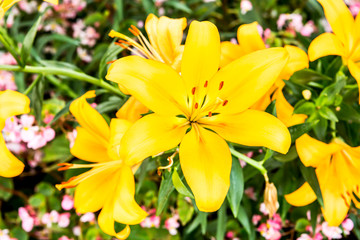 amaryllis flower in chiangmai province Thailand