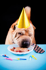 sharpei dog celebrating birthday