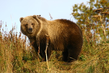 brown bear