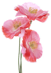 Fototapeta premium MAK