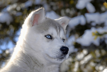 husky in winter