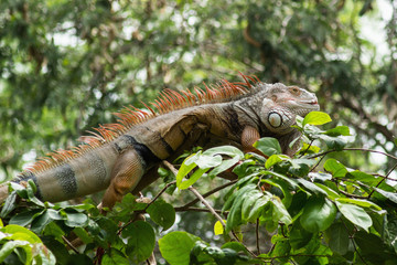 iguana on the top of tree.
