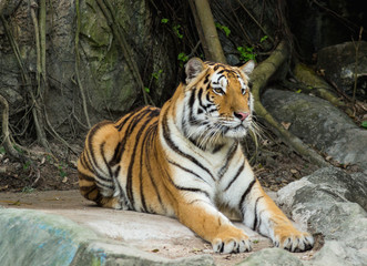 Bengal tiger