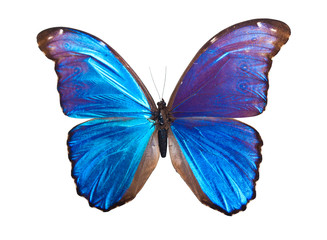 Naklejka premium Butterfly Morpho Didius