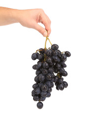 Fototapeta premium Black ripe grapes in hand with water drops.
