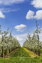 Obstbaumplantage bis zum Horizont - vertikal