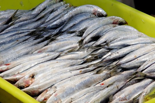 Freshly caught sardines in a box © Arena Photo UK