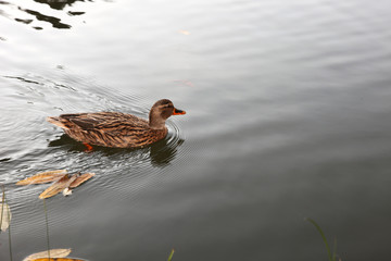 Duck on the lake