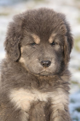 Amazing puppy of Tibetan mastiff looking at you