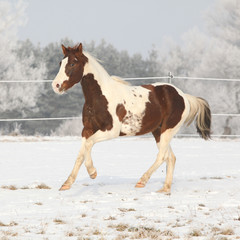 Gorgeous paint horse stallion running on winter pasturage